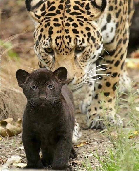 Born To Be A Leader This Awesome Jaguar Cub And His Mother Taking A
