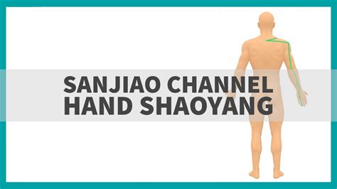 Tcm Anatomy The Sanjiao Channel Of Hand Shaoyang Youtube