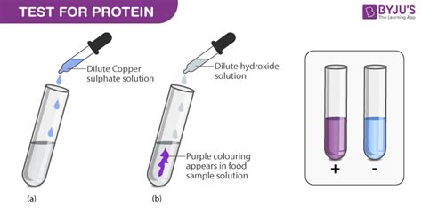 Also, smell the test tube: Test of Proteins Experiment - Chemistry Practicals Class 12