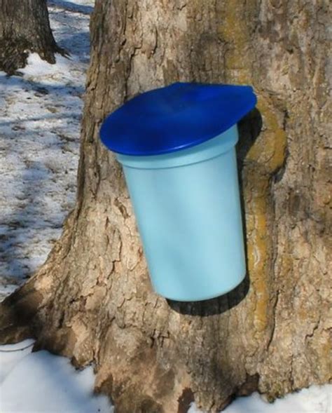 Deluxe Maple Tree Tapping Kit 3 3 Gal Sap Buckets Lids Etsy