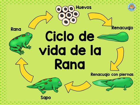 Ciclo De Vida De La Rana 1 Imagenes Educativas