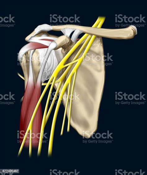 Shoulder Nerves Stock Illustration Download Image Now Anatomy