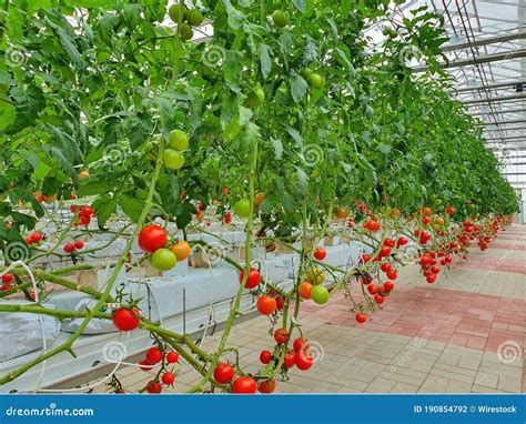 Colorful Tomatoesvegetables And Fruits Are Growing In Indoor Farm