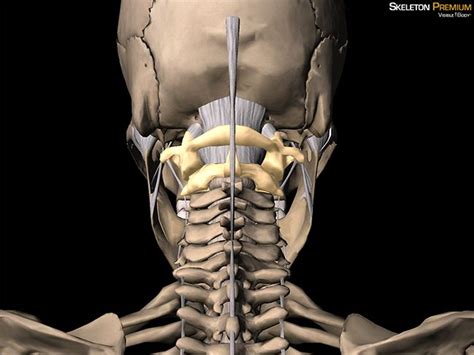 3d Skeletal System Atlas Axis And The Atlanto Axial Relationship