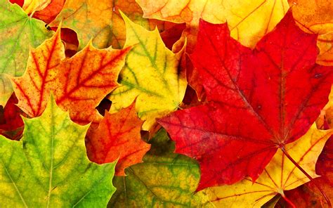 Colorful Autumn Leaves Wallpaper 1920x1200 29733