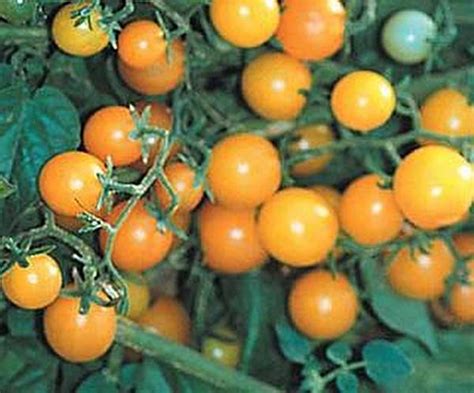 Currant Yellow Tomato Seed