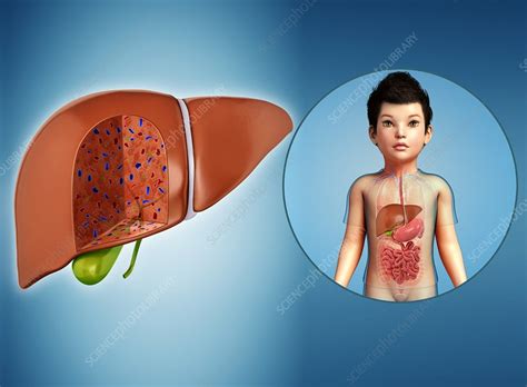 Liver Of A Child Illustration Stock Image F0133365 Science