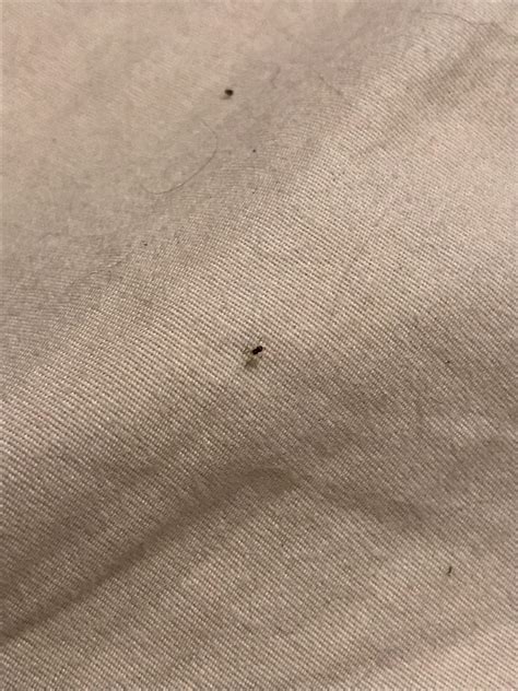 Found This Tiny Bug Moving On My Bed But Its Not An Ant What Is It