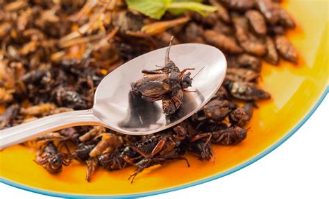 Manger Des Insectes Pourquoi Est Il Recommandé