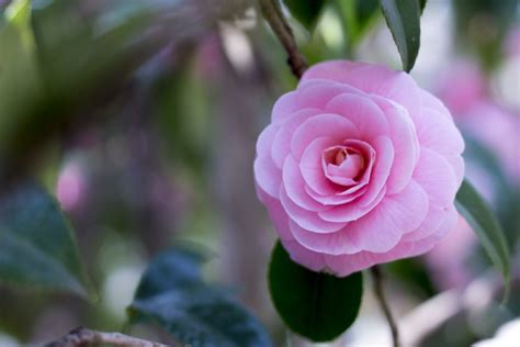 10 Winter Flowers That Bloom In The Cold
