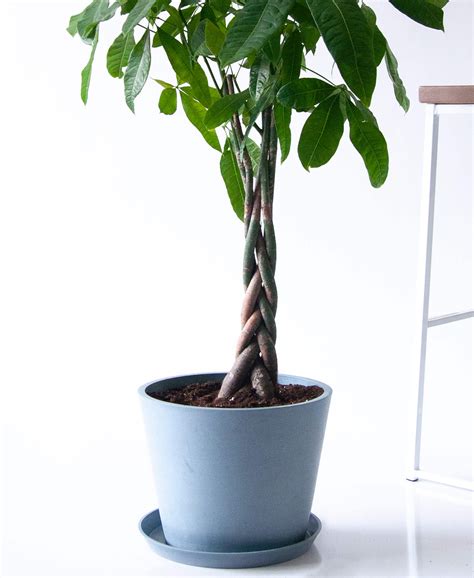 Buy Large Potted Money Tree Indoor Plant Bloomscape