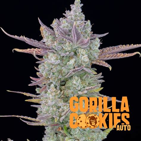 Gorilla Cookies Auto Fastbuds Seeds Autoflowering Seeds