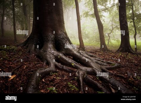 Autumn Forest Landscape With Wet Tree Roots After Rain Stock Photo Alamy