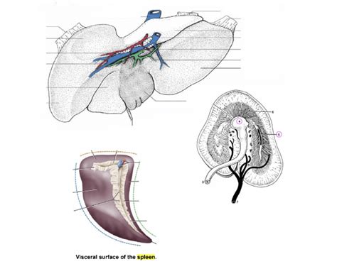 Equine Liver Spleen Kidney Anatomy Quiz