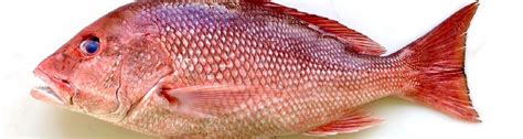 Fish Of Florida Red Snapper Lutjanus Campechanus Species Profile