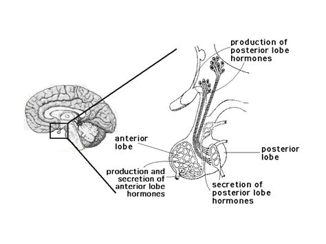 Solution Function And Location Of Pituitary Gland Studypool