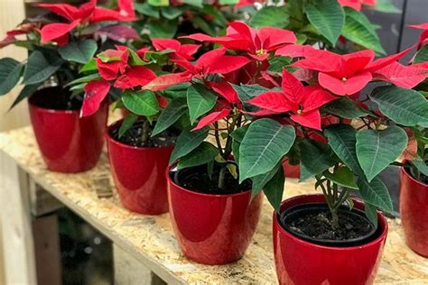 How To Propagate Poinsettia Plants From Cuttings Gardeners Path