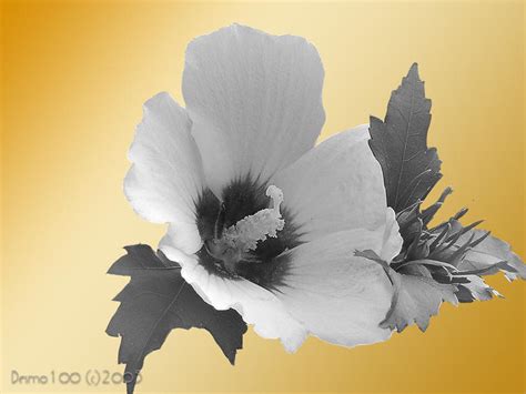 Rose Of Sharon Gold Gradient By Desmo100 On Deviantart
