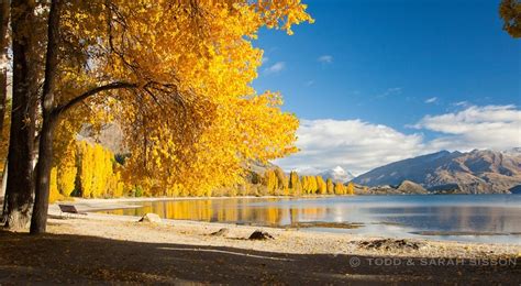 New Zealand Images Autumn Trees Reflected In Lake Wanaka Southern