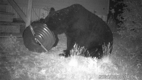 Big Maine Black Bear Breaks Into Raccoon Proof Trash Can Youtube