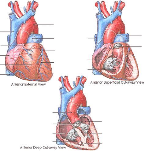Anatomy Review The Heart
