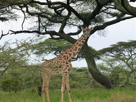 Shadows Of Africa Arusha All You Need To Know Before You Go