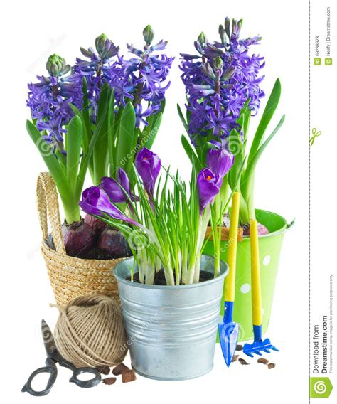 Spring Flowers In Pots Stock Photo Image Of Growth