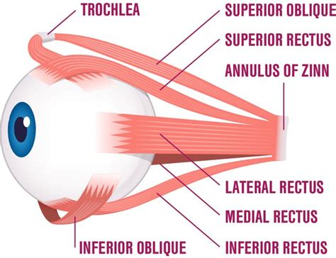 The Extraocular Muscles Myaware