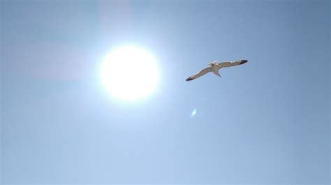 Free Images Nature Bird Wing Light Seabird Fly Seagull Gull