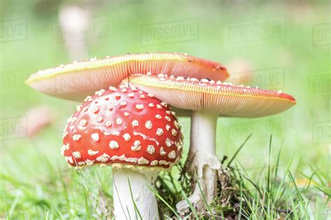 Red Mushroomspoisonous Mushroomamanita Muscari On A Field Of Grass