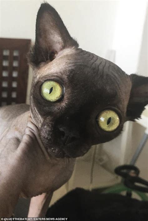 Cat That Looks Like A Bat Due To A Condition Counts 22000