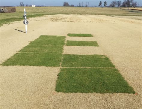 Winter Overseeding Of Bermudagrass And Effects On Bermudagrass Health