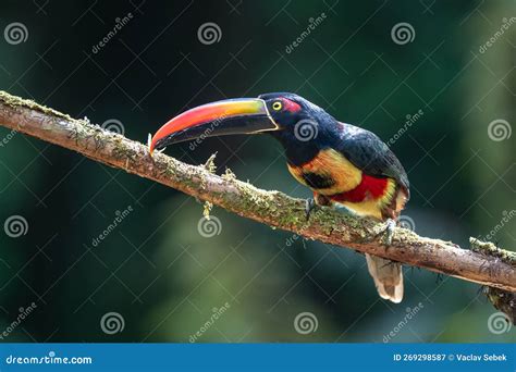 Fiery Billed Aracari Stock Image Image Of Fiery Habitat 269298587