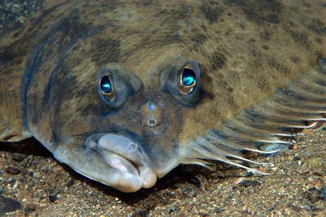 Flounders Eyes Face Skyward How Do They See The Ocean Floor