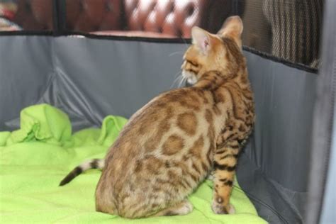 registered bengal breeders nz bengal kittens for sale in auckland nz — pride of eire bengals
