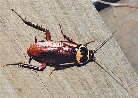 Australian Cockroach Periplaneta Australasiae