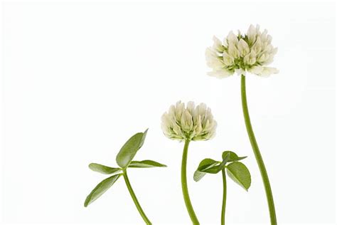 Royalty Free White Clover Pictures Images And Stock Photos Istock