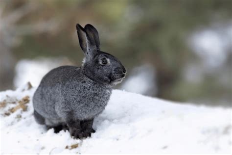 What Do Rabbits Eat In Winter Detailed Guide Inside Love From Our