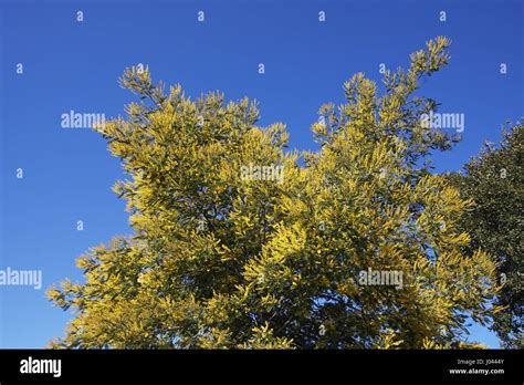 Silver Wattle Acacia Dealbata Stock Photo Alamy