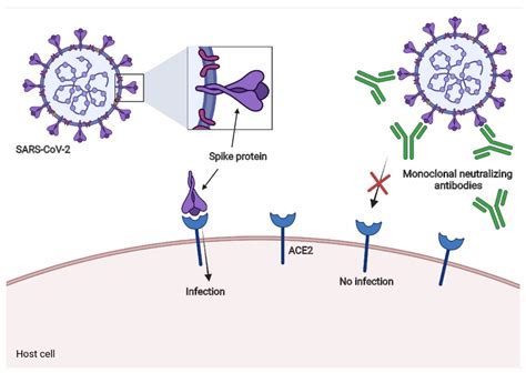 Gesponsert Schießen Trocken Neutralizing Antibodies Mechanism Phalanx