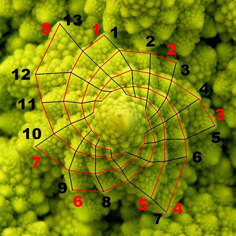 Fibonacci In Nature The Gartley Pattern Was Outlined By Hm Gartley