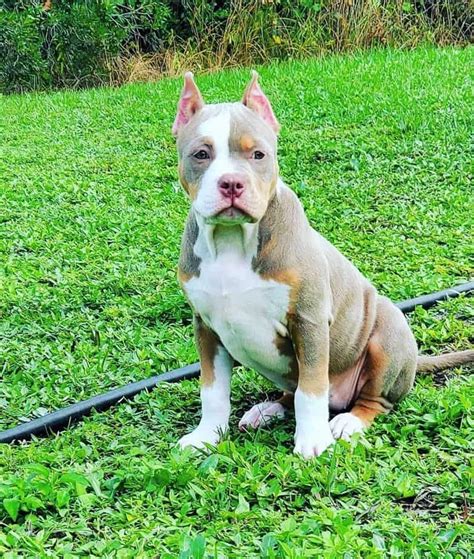 Pitbull Ear Cropping Should You Crop Your Pitbulls Ears