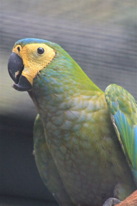 Red Bellied Macaw Orthopsittaca Manilata Zoochat