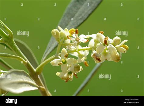 Olive Tree Blossom Hi Res Stock Photography And Images Alamy