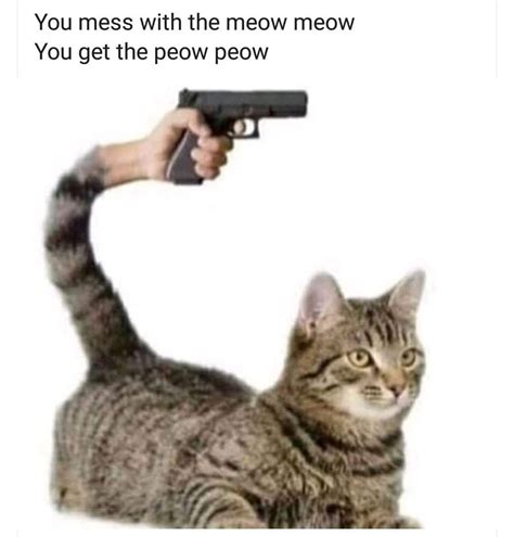 Thirty Cat Memes With Hiss Terical Cat Titude Cute Cat Memes Funny