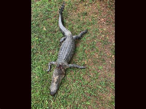 Dead Alligator Found On Busy Hoover Roadside