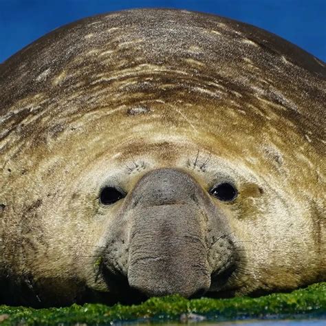 El Ojo Del Buitre Elefante Marino Mirounga