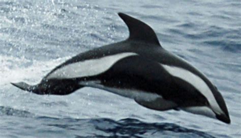 Hourglass Dolphin L Truly Beautiful Our Breathing Planet