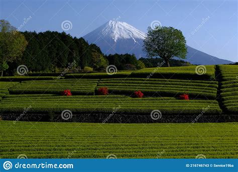 Green Tea Field And Mt Fuji From Obuchi Sasaba In Fuji City Japan