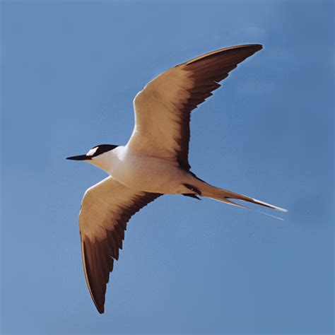 Sooty Tern Flying Photo Parks Australia Sooty Tern Ony Flickr